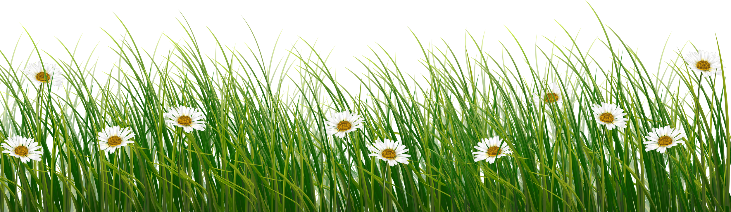 Spring Grass with Flowers